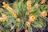 Elevate Your Garden with Japanese White Pines: A Timeless Addition