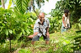 Harvesting Fiji Cacao beans by Fijiana Cacao