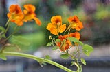 Pick a Stem of Flowering Nasturtium, Put it in Water