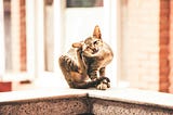 A cat scratching whilst sitting on a wall.