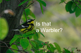 Is that a warbler? Bird classification with Keras CNN in Python