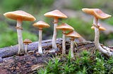 Psilocybin: the future of treatment for major depression?