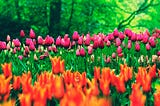 When Flowers Became Money in Netherlands