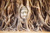 buddha head sculpture peers out of tree roots