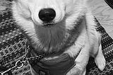 A photo of Prince, a white husky looking directly at camera.