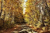 The Breath and Breadth of the Maine Woods