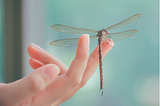 Dragonfly lands on human hand