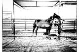 Photographers: Tired of the Struggle? Maybe Your Horse Is Dead.