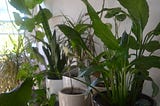 Air-Purifying Houseplants and Other Myths