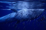 Bryde’s Whale