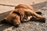 RECOGNIZING THE SIGNS: WHEN YOUR DOG HAS EXERCISED TOO MUCH