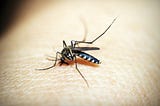 Key Ways to Protect Yourself From Dengue Fever
