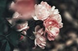 A rose bush with antique, dusky pink blooms