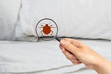 7 Tips For Successful Bed Bug Elimination