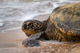 Punahele & The Majesty of Green Sea Turtles