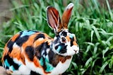 harlequin rabbit: All information on the harlequin rabbit in 2023