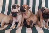 What I know about Frenchie Pugs