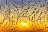 Spiderweb covered in dewdrops backlit by a yellow sunset.