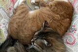 Two tabby cats-one dark and one auburn, snuggle sleeping together on a bedspread.