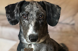 Meet Huxley(pictured). This rescue pup is the unlikely combination of dachshund and cattle dog.