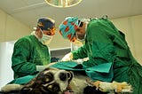 6 Things I Wish Someone Had Taught Me in Veterinary School