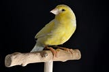 The Canary in the Coalmine
