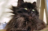 A dark brown medium-long haired cat is lying down and looking into the distance.