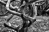The Wonderful, Magical, and Oddly-shaped World of Trees