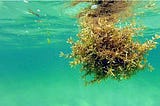 Algae's Role in Puerto Rico's Changing Climate - Day 18