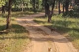 सियार: The Enigmatic Golden Jackal