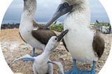 What We Can All Learn From The Blue-Footed Booby