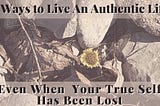 dandelion growing through the rocks 8 ways to live authentic life even when your true self has been lost