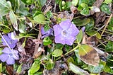 Flowers Bloom After Rain