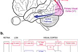 Image of the hierarchical structure of the visual processing pathway of the brain.