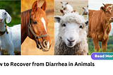 How to Recover from Diarrhea in Animals