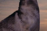 Lonely like the wolf