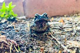 Gratitude and Frogs