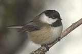 How the Carolina Chickadees Broke the Ice with the In-Laws