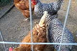 Two Red Stars (a subbreed of the more famous Rhode Island Red) and two Barred Rocks wait for their breakfast. Copyright 2021 Susan B. Scheck.