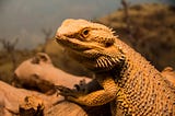 Are Bearded Dragons Easy to Care For?
