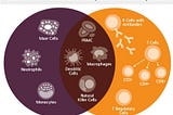 IMMUNOLOGY: Innate & Adaptive Immunity