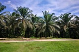 On the Possibility of Sustainable Palm Oil