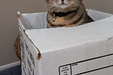 Blind tabby ca sitting pretty in a large moving box