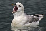 What the Instincts of the Fulmar Bird Taught Me