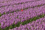 A single red tulip growing in a purple hyacinth flower bed