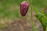 Walking the Garden -