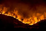 A forest burning in a forest fire