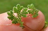 Azolla Beyond Limits: An Odyssey into the Unknown..