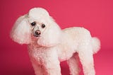 What Poodles can teach us about the invisible world of Heuristics