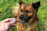Dog 101: Schedule, Food, & Obedience